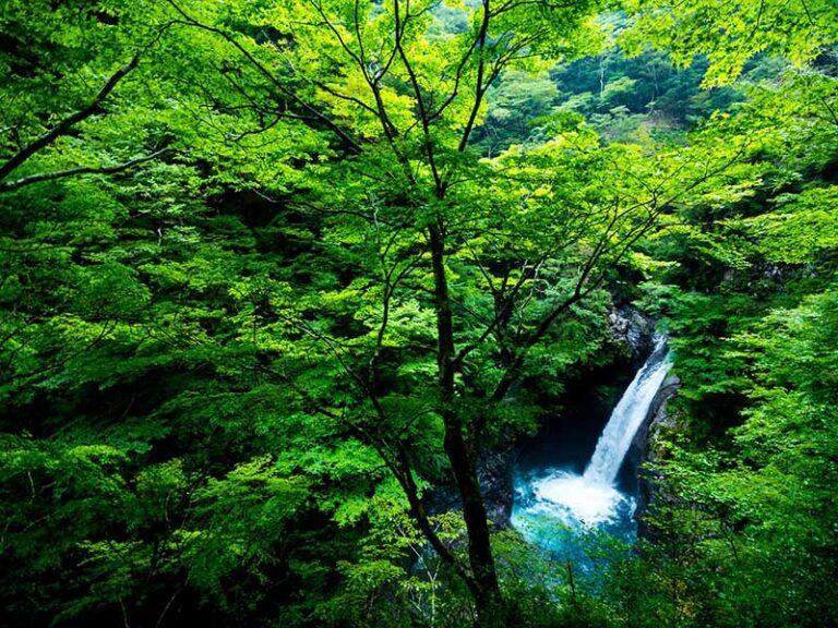 COP26: Une contribution collective d’au moins 1.5 milliard USD de financement pour les forêts du bassin du Congo