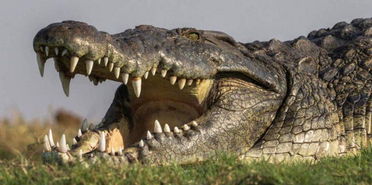 Rutshuru : une personne happée sur le lac Édouard par un crocodile