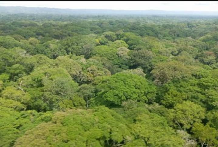 Megestion des concessions forestières : 10 millions $ détournés