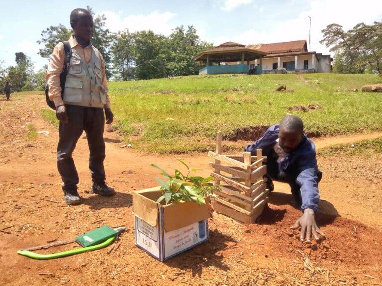 Beni : la mairie vise à planter près de 200 arbres dans son esplanade