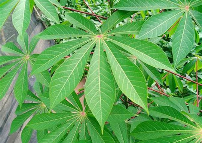 Kinshasa: une botte des feuilles de manioc passe de 7.000 FC à 10.000 FC