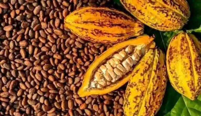 Nord-Kivu : Plus de 600 tonnes de cacao, 100 de quinquina et 20 de papaïne exportés frauduleusement suite au protocole d’accord Esco-Kivu – ONAPAC