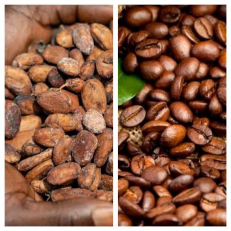 Plus de 1,6 millions USD déjà perçus par CLCCPDR, ASSECCAF, FEC et ESCO-KIVU derrière le dos des agriculteurs du Cacao-Café au nord-Kivu (Enquête)
