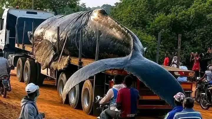 RDC : La baleine échouée à Muanda sera exhumée pour la science et le tourisme